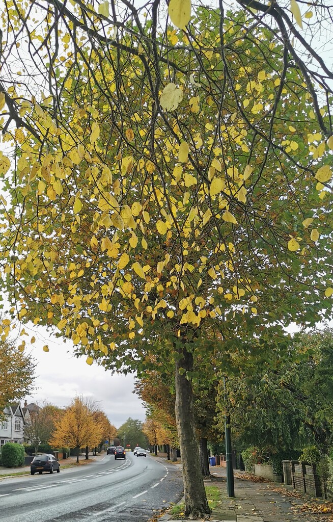 Autumn Leaves  by plainjaneandnononsense