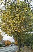 2nd Nov 2023 - Autumn Leaves 