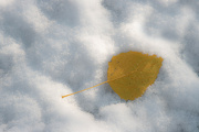 1st Nov 2023 - Minimalist Leaf
