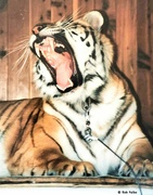 3rd Nov 2023 - "Qadesh" ~ The Female Siberian Tiger