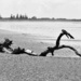 One of many tree branches on the beach following Lola, I think it looks a little like a praying mantis  by Dawn