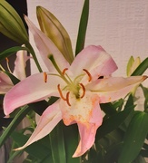 3rd Nov 2023 - Pink and cream oriental lily 