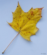 3rd Nov 2023 - Just a leaf