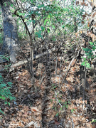 3rd Nov 2023 - Trail side tangled wooded area