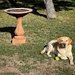 Bo is waiting to play ball  by dkellogg