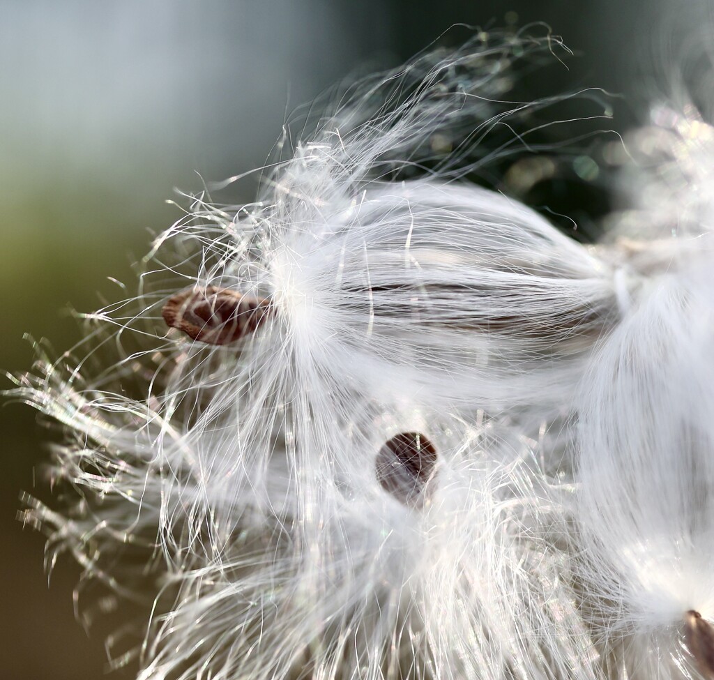 Milkweed in the Wind by corinnec