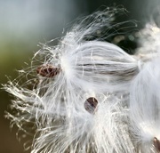 3rd Nov 2023 - Milkweed in the Wind