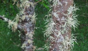 4th Nov 2023 - Beautiful Lichen ~ 
