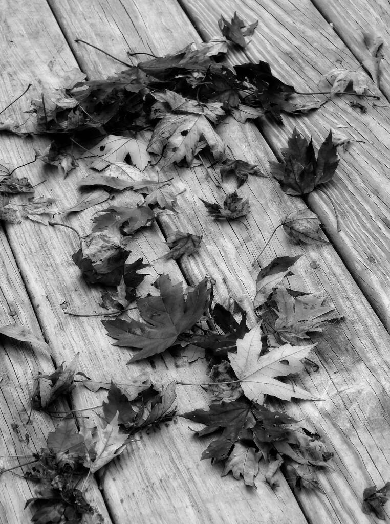 Leaves... by marlboromaam
