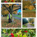 Autumn Collage  by foxes37