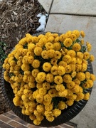 3rd Nov 2023 - 1103mums