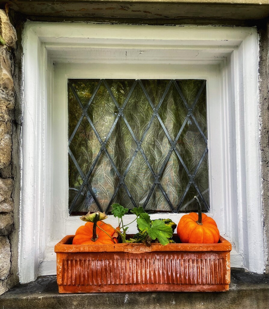 Pumpkins Please by gardenfolk