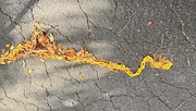 3rd Nov 2023 - Yellow snake