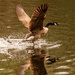 Goose Being Attacked! by rickster549