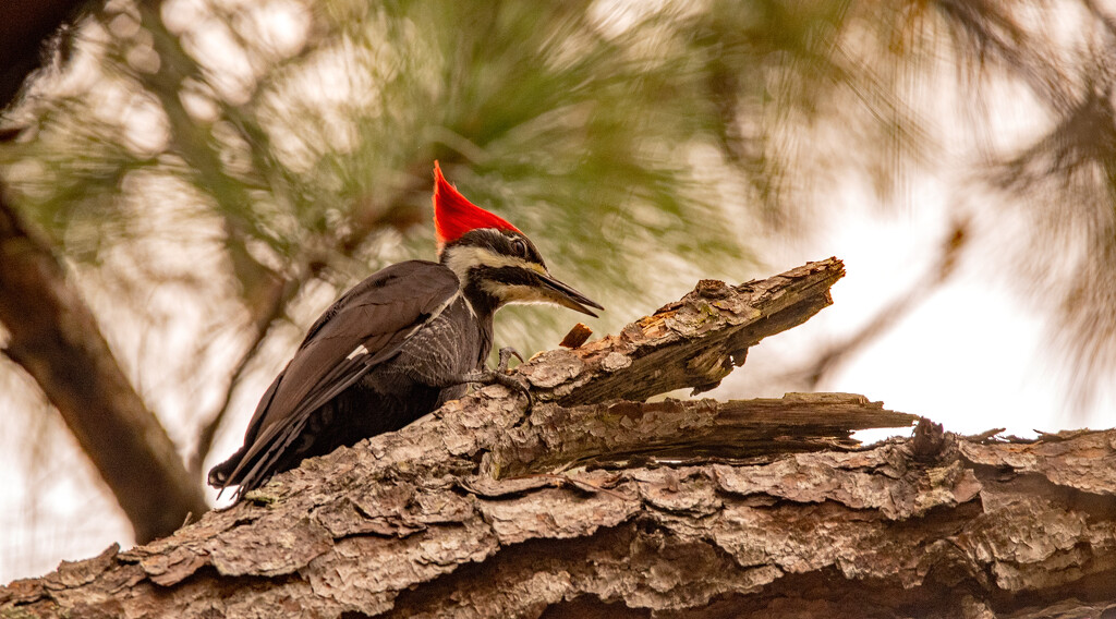 Pileated Woodpecker Dropping Down the Wood Chips! by rickster549