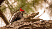 3rd Nov 2023 - Pileated Woodpecker Dropping Down the Wood Chips!