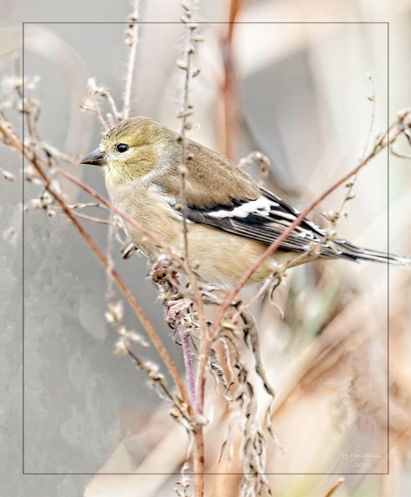American Goldfinch by bluemoon