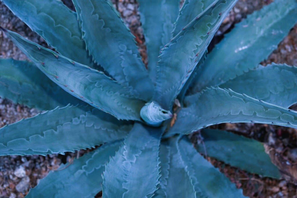 11 2 Agave in Blue by sandlily