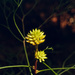 Stalked conestick flower by peterdegraaff