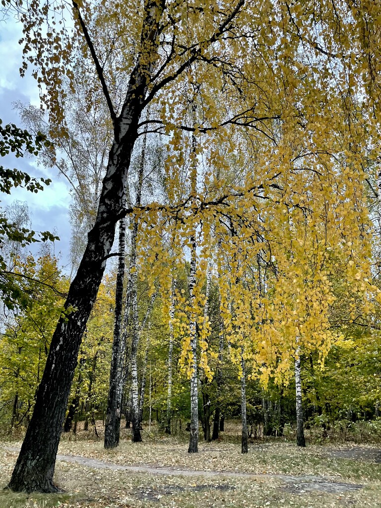 Golden birch  by daryavr