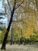 14th Oct 2023 - Golden birch 