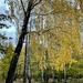 Golden birch  by daryavr