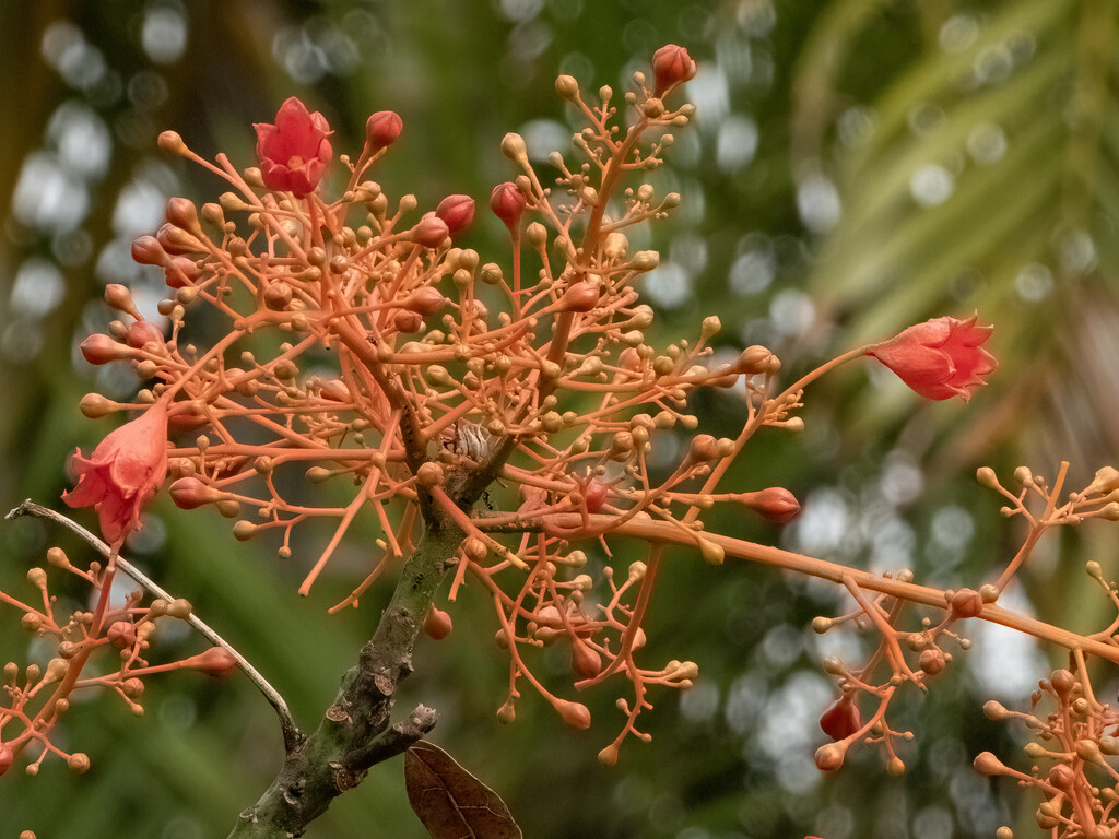 flame tree about to flower by koalagardens