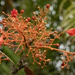 flame tree about to flower by koalagardens