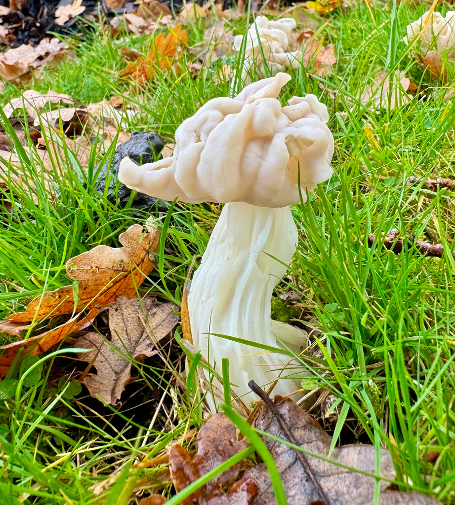 Elfin Saddle fungus by philm666