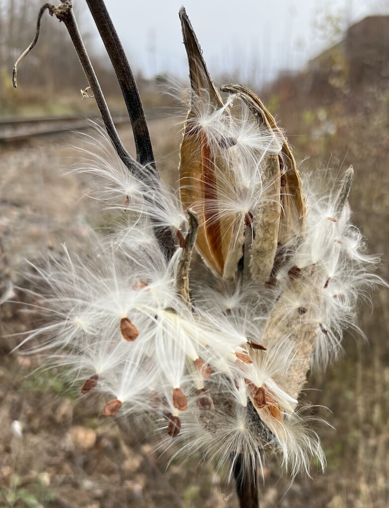 Milkweed blowing in the Wind  by radiogirl