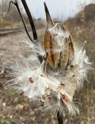 3rd Nov 2023 - Milkweed blowing in the Wind 