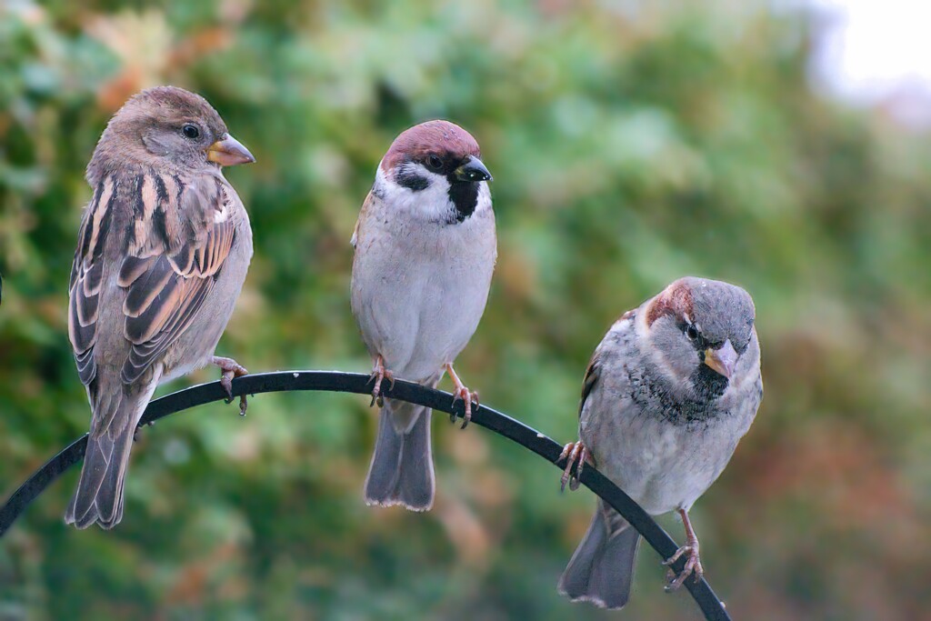 Sparrows by okvalle