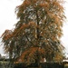 My Copper Beech Tree by casablanca