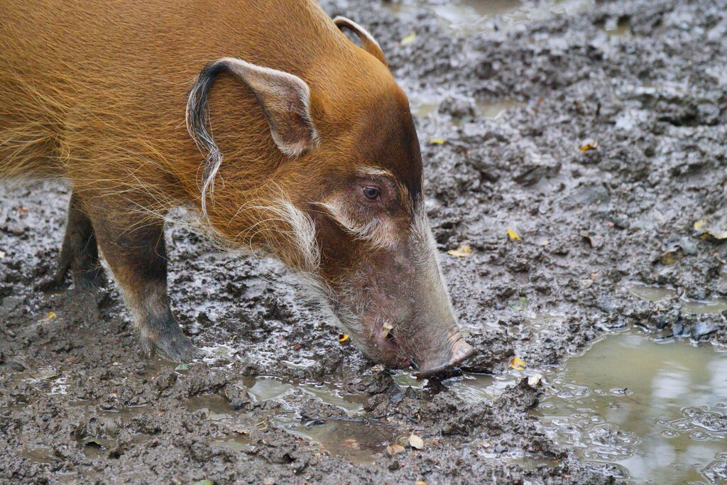GRUBBING AROUND IN THE MUD by markp