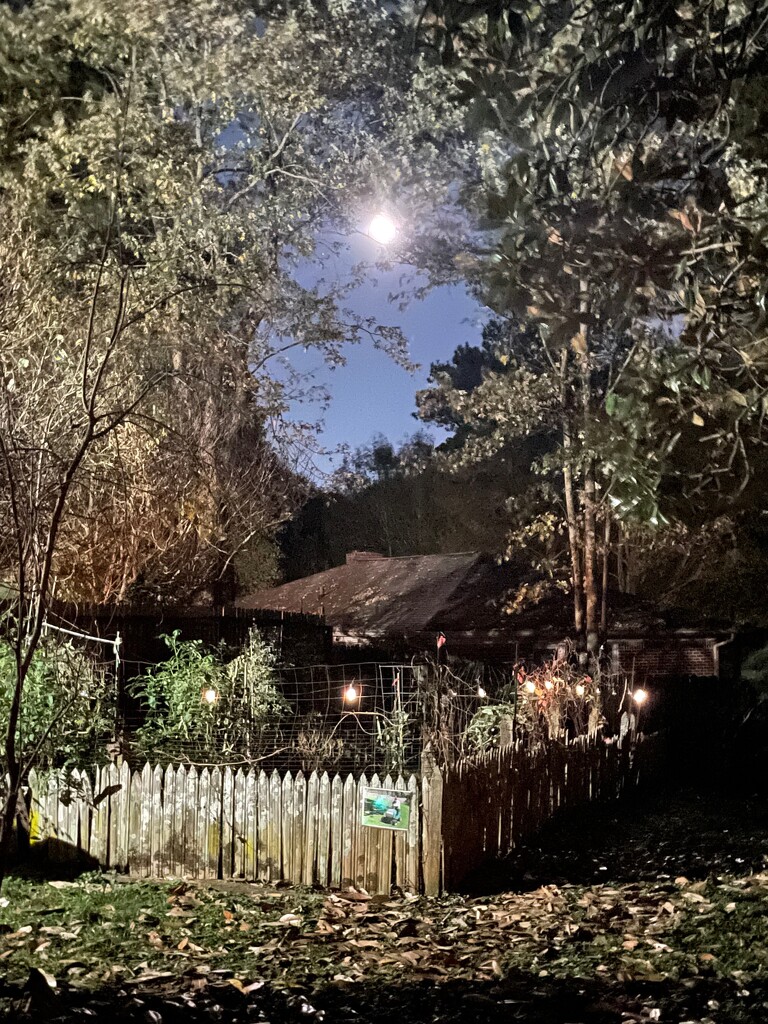 Moon over the garden by margonaut