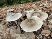 28th Oct 2023 - mushrooms