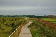 4th Nov 2023 - Wooden Walkway 