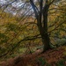 Autumn colours….. by billdavidson