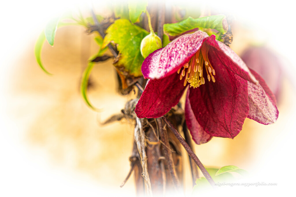 Winter Clematis by nigelrogers