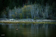 4th Nov 2023 - Mallard duck with birch tree reflection PS