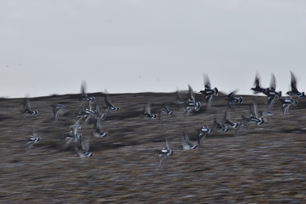 Flock of Dunlin by wakelys