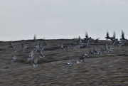 4th Nov 2023 - Flock of Dunlin