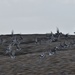 Flock of Dunlin by wakelys