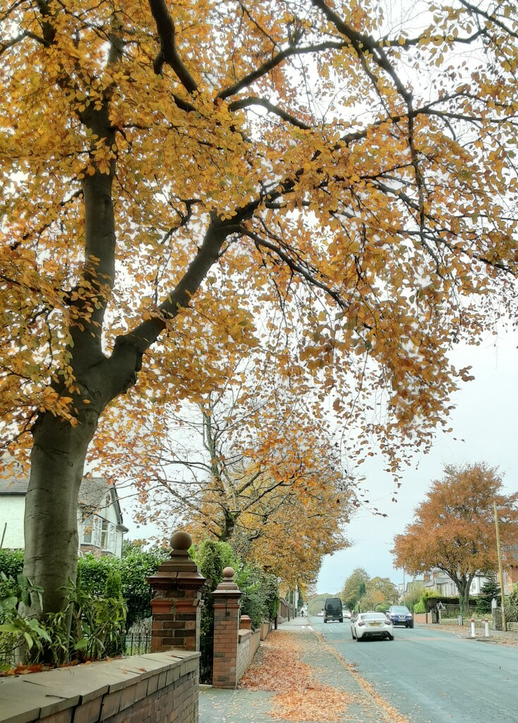 Autumn trees on Blackburn Road.  by grace55