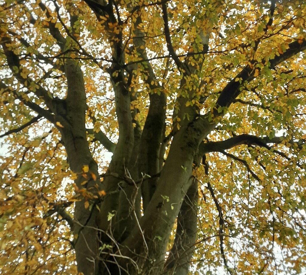Beautiful old Beech tree. by grace55