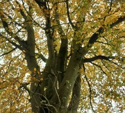 5th Nov 2023 - Beautiful old Beech tree.
