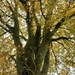 Beautiful old Beech tree. by grace55