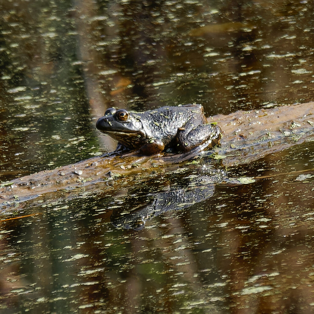 American Bullfrog with reflection by rminer