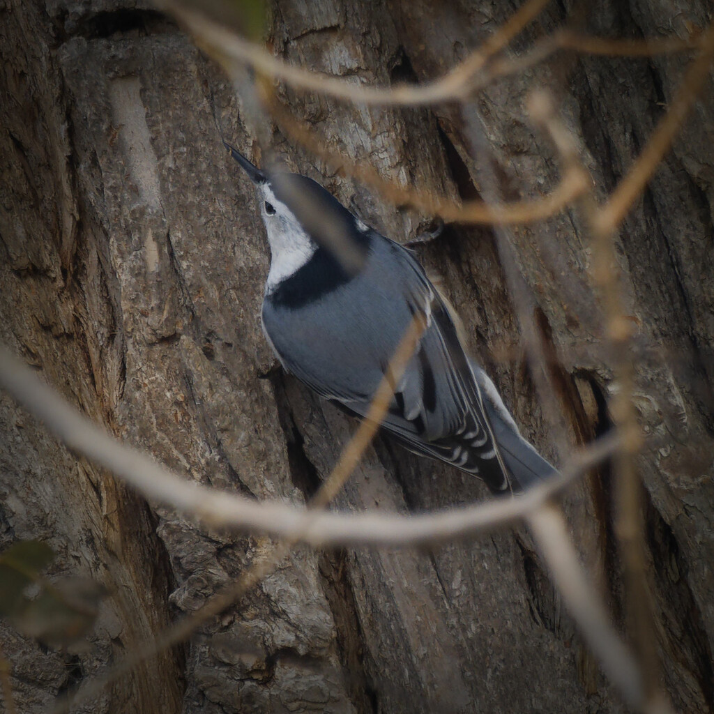 White-breasted Nuthatch in a tree by rminer