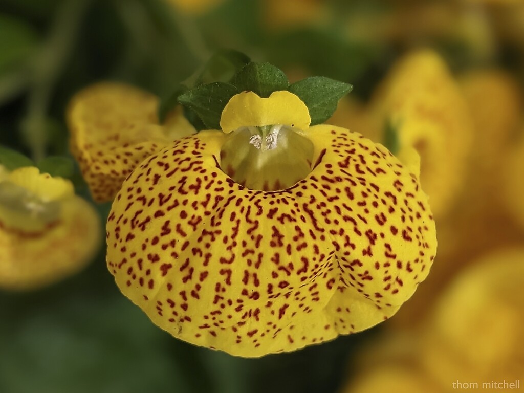 Calceolaria (multiple common names) by rhoing